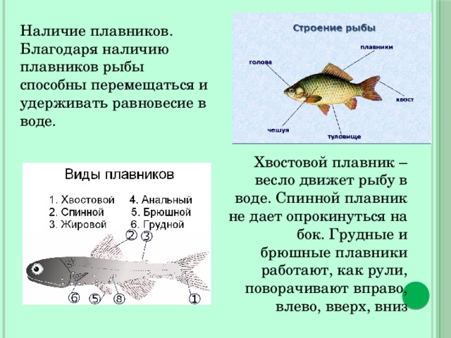 Наличие плавников. Благодаря наличию плавников рыбы способны перемещаться и удерживать равновесие в воде. Хвостовой плавник – весло движет рыбу в воде. Спинной плавник не дает опрокинуться на бок. Грудные и брюшные плавники работают, как рули, поворачивают вправо, влево, вверх, вниз 