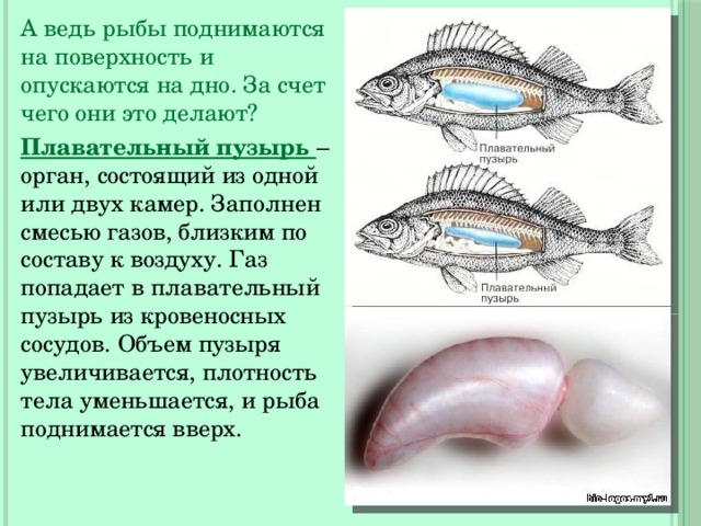 А ведь рыбы поднимаются на поверхность и опускаются на дно. За счет чего они это делают? Плавательный пузырь – орган, состоящий из одной или двух камер. Заполнен смесью газов, близким по составу к воздуху. Газ попадает в плавательный пузырь из кровеносных сосудов. Объем пузыря увеличивается, плотность тела уменьшается, и рыба поднимается вверх. 