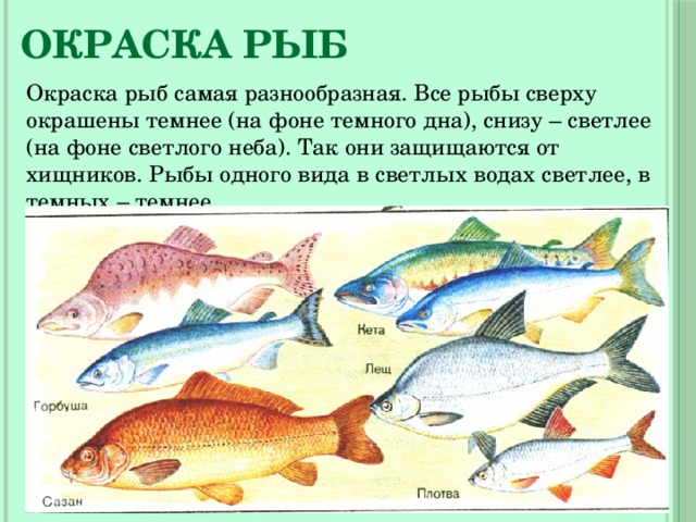 Окраска рыб Окраска рыб самая разнообразная. Все рыбы сверху окрашены темнее (на фоне темного дна), снизу – светлее (на фоне светлого неба). Так они защищаются от хищников. Рыбы одного вида в светлых водах светлее, в темных – темнее. 