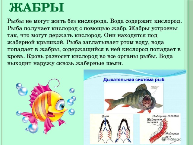 жабры Рыбы не могут жить без кислорода. Вода содержит кислород. Рыба получает кислород с помощью жабр. Жабры устроены так, что могут держать кислород. Они находятся под жаберной крышкой. Рыба заглатывает ртом воду, вода попадает в жабры, содержащийся в ней кислород попадает в кровь. Кровь разносит кислород во все органы рыбы. Вода выходит наружу сквозь жаберные щели. 