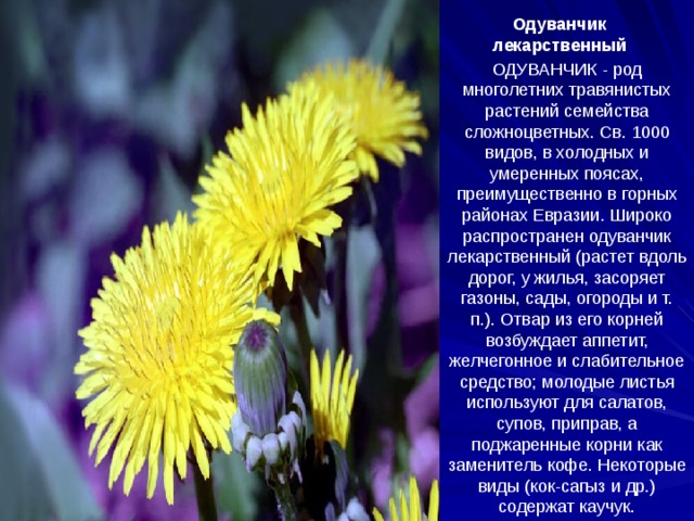Одуванчик  лекарственный  ОДУВАНЧИК - род многолетних травянистых растений семейства сложноцветных. Св. 1000 видов, в холодных и умеренных поясах, преимущественно в горных районах Евразии. Широко распространен одуванчик лекарственный (растет вдоль дорог, у жилья, засоряет газоны, сады, огороды и т. п.). Отвар из его корней возбуждает аппетит, желчегонное и слабительное средство; молодые листья используют для салатов, супов, приправ, а поджаренные корни как заменитель кофе. Некоторые виды (кок-сагыз и др.) содержат каучук.