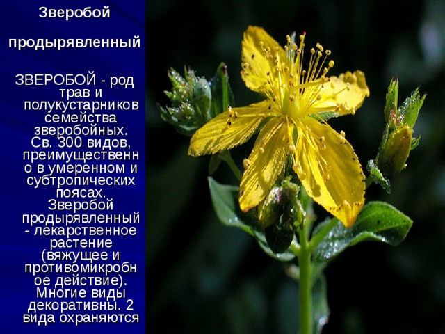 Зверобой продырявленный   ЗВЕРОБОЙ - род трав и полукустарников семейства зверобойных. Св. 300 видов, преимущественно в умеренном и субтропических поясах. Зверобой продырявленный - лекарственное растение (вяжущее и противомикробное действие). Многие виды декоративны. 2 вида охраняются