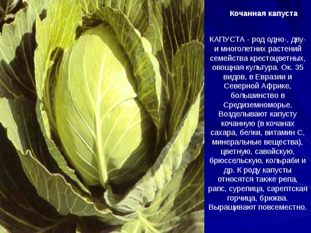 Кочанная капуста КАПУСТА - род одно-, дву- и многолетних растений семейства крестоцветных, овощная культура. Ок. 35 видов, в Евразии и Северной Африке, большинство в Средиземноморье. Возделывают капусту кочанную (в кочанах сахара, белки, витамин С, минеральные вещества), цветную, савойскую, брюссельскую, кольраби и др. К роду капусты относятся также репа, рапс, сурепица, сарептская горчица, брюква. Выращивают повсеместно.