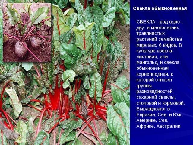 Свекла обыкновенная  СВЕКЛА - род одно-, дву- и многолетних травянистых растений семейства маревых. 6 видов. В культуре свекла листовая, или мангольд, и свекла обыкновенная корнеплодная, к которой относят группы разновидностей сахарной свеклы, столовой и кормовой. Выращивают в Евразии, Сев. и Юж. Америке, Сев. Африке, Австралии