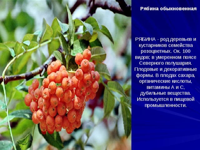 Рябина обыкновенная  РЯБИНА - род деревьев и кустарников семейства розоцветных. Ок. 100 видов; в умеренном поясе Северного полушария. Плодовые и декоративные формы. В плодах сахара, органические кислоты, витамины А и С, дубильные вещества. Используется в пищевой промышленности.
