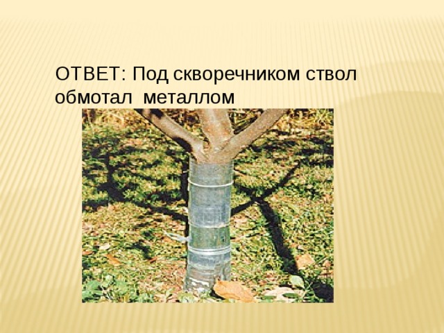ОТВЕТ: Под скворечником ствол обмотал металлом 