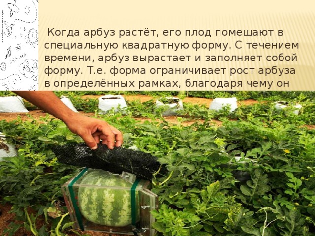  Когда арбуз растёт, его плод помещают в специальную квадратную форму. С течением времени, арбуз вырастает и заполняет собой форму. Т.е. форма ограничивает рост арбуза в определённых рамках, благодаря чему он становится кубической формы. 