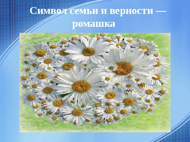  Символ семьи и верности — ромашка  