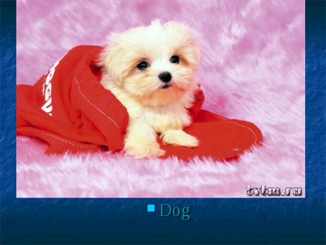 Dog 