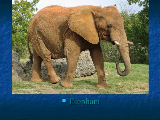Elephant 
