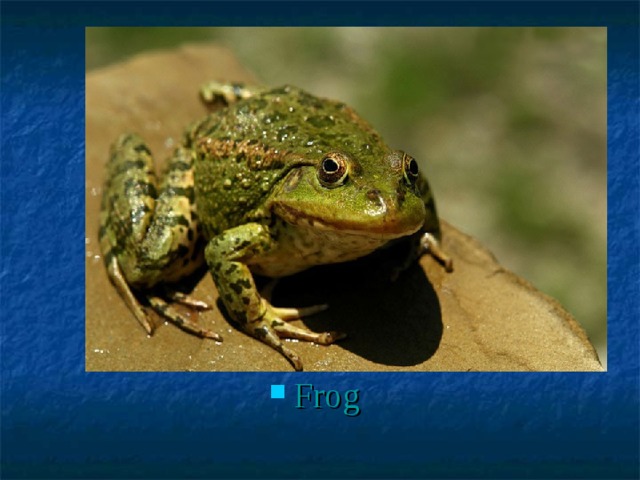 Frog 