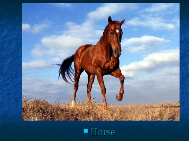 Horse 