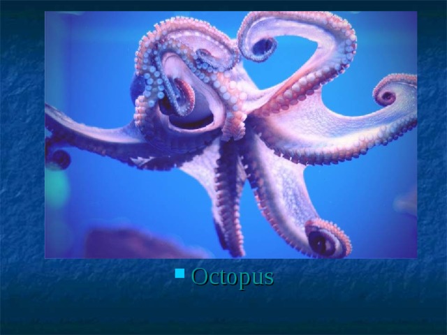 Octopus 