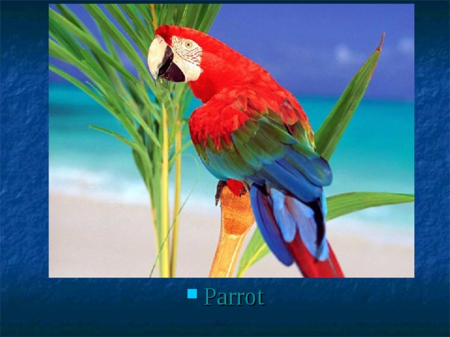 Parrot 