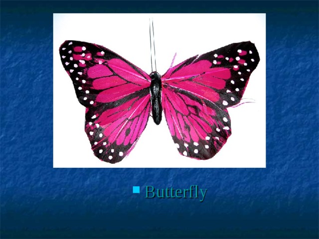 Butterfly 