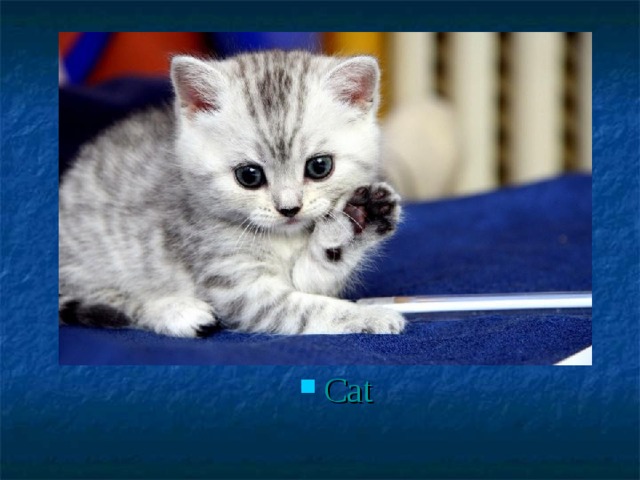 Cat 