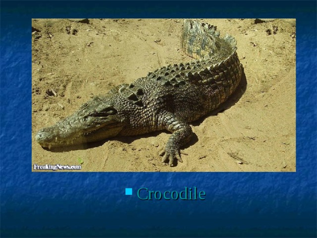 Crocodile 