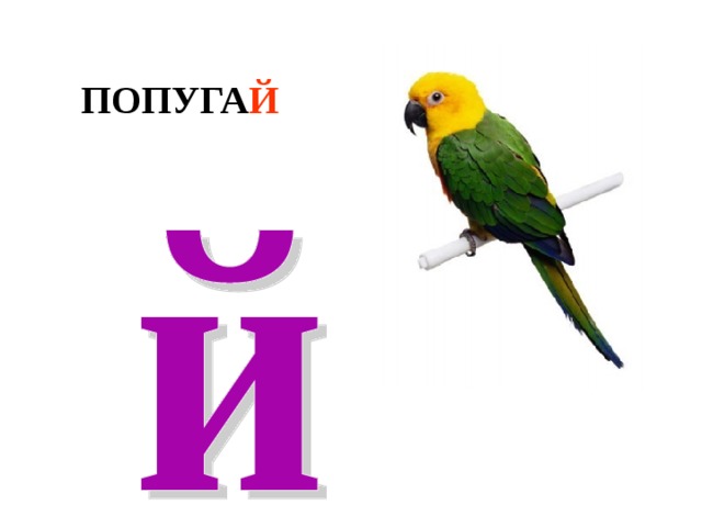 ПОПУГА Й 