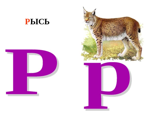 Р ЫСЬ 