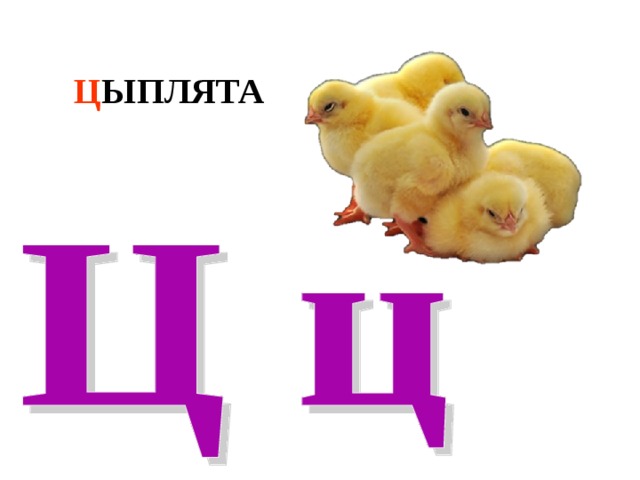 Ц ЫПЛЯТА 