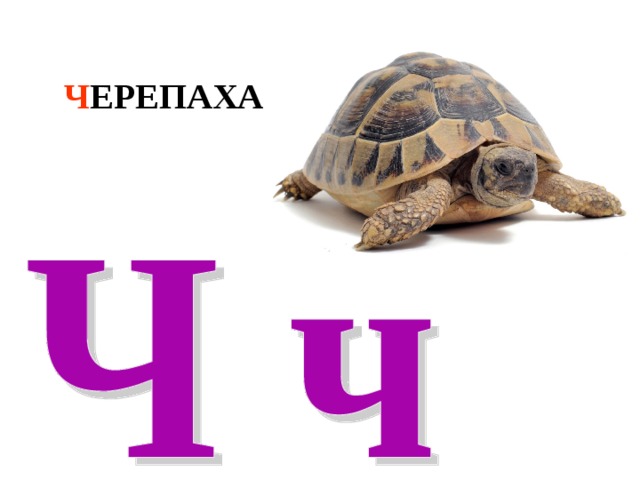 Ч ЕРЕПАХА 