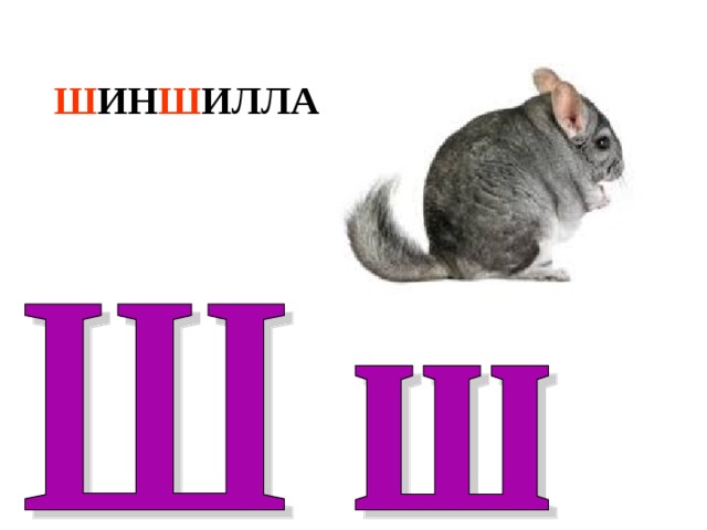 Ш ИН Ш ИЛЛА 