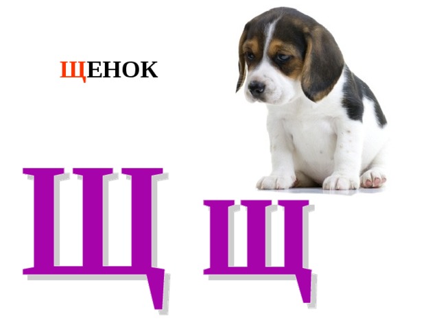 Щ ЕНОК 