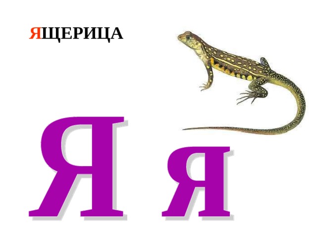 Я ЩЕРИЦА 