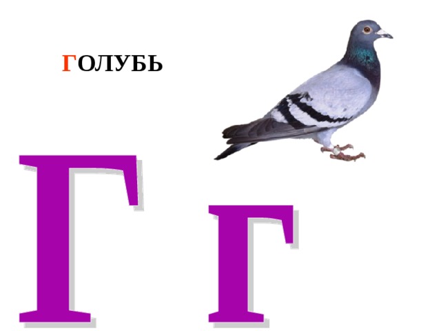Г ОЛУБЬ 