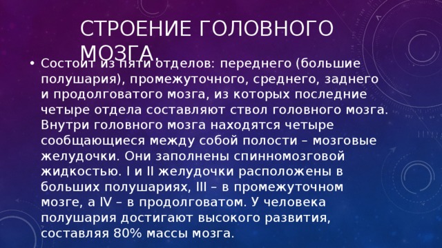 Строение головного мозга. Состоит из пяти отделов: переднего (большие полушария), промежуточного, среднего, заднего и продолговатого мозга, из которых последние четыре отдела составляют ствол головного мозга. Внутри головного мозга находятся четыре сообщающиеся между собой полости – мозговые желудочки. Они заполнены спинномозговой жидкостью. I и II желудочки расположены в больших полушариях, III – в промежуточном мозге, а IV – в продолговатом. У человека полушария достигают высокого развития, составляя 80% массы мозга. 