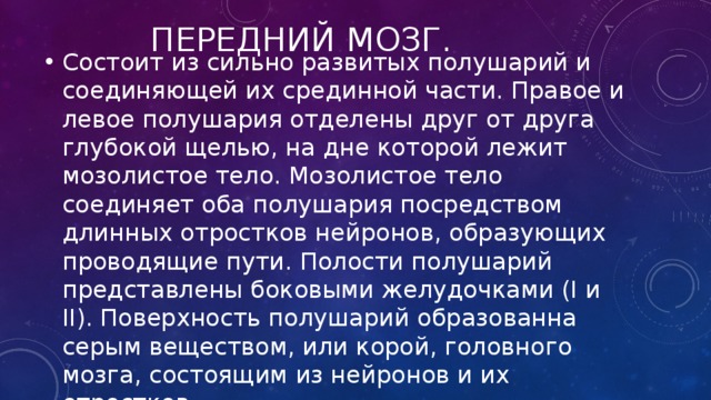 Передний мозг. Состоит из сильно развитых полушарий и соединяющей их срединной части. Правое и левое полушария отделены друг от друга глубокой щелью, на дне которой лежит мозолистое тело. Мозолистое тело соединяет оба полушария посредством длинных отростков нейронов, образующих проводящие пути. Полости полушарий представлены боковыми желудочками (I и II). Поверхность полушарий образованна серым веществом, или корой, головного мозга, состоящим из нейронов и их отростков. 