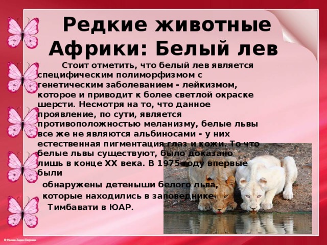  Редкие животные Африки: Белый лев    Стоит отметить, что белый лев является специфическим полиморфизмом с генетическим заболеванием - лейкизмом, которое и приводит к более светлой окраске шерсти. Несмотря на то, что данное проявление, по сути, является противоположностью меланизму, белые львы все же не являются альбиносами - у них естественная пигментация глаз и кожи. То что белые львы существуют, было доказано лишь в конце XX века. В 1975 году впервые были  обнаружены детеныши белого льва,  которые находились в заповеднике  Тимбавати в ЮАР. 