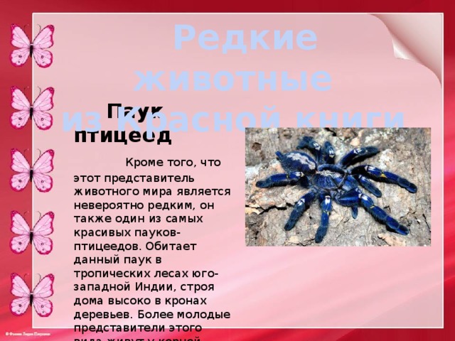  Редкие животные из Красной книги  Паук птицеед  Кроме того, что этот представитель животного мира является невероятно редким, он также один из самых красивых пауков-птицеедов. Обитает данный паук в тропических лесах юго-западной Индии, строя дома высоко в кронах деревьев. Более молодые представители этого вида живут у корней дерева, где они могут рыть норки и оплетать их густой паутиной. В случае опасности, они прячутся в свои норы. 
