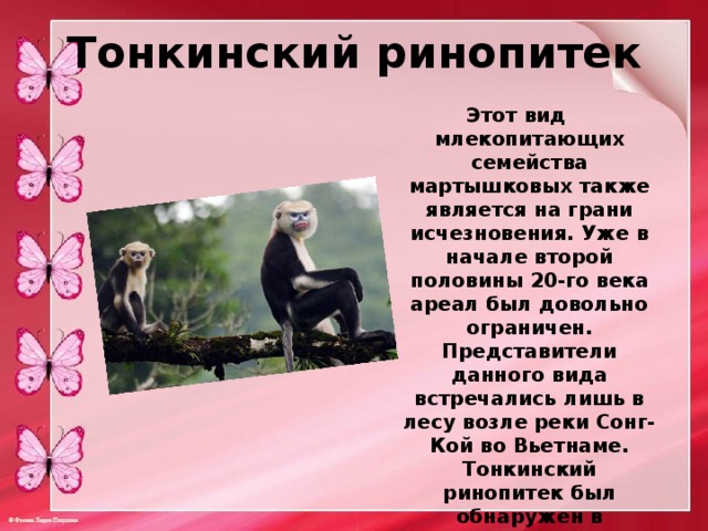 Тонкинский ринопитек Этот вид млекопитающих семейства мартышковых также является на грани исчезновения. Уже в начале второй половины 20-го века ареал был довольно ограничен. Представители данного вида встречались лишь в лесу возле реки Сонг-Кой во Вьетнаме. Тонкинский ринопитек был обнаружен в провинциях Тьен Кванг и Вак Тай. В данное время обезьян также можно найти в нескольких других провинциях Вьетнама.   