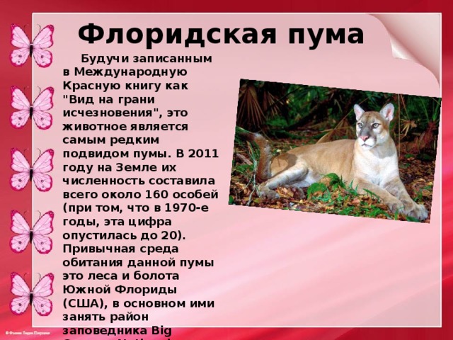 Флоридская пума  Будучи записанным в Международную Красную книгу как 