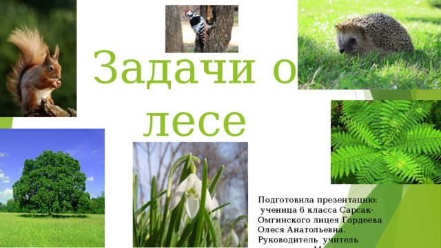 Задачи о лесе Подготовила презентацию:  ученица 6 класса Сарсак-Омгинского лицея Гордеева Олеся Анатольевна. Руководитель учитель математики Маркитонова Людмила Леонидовна 