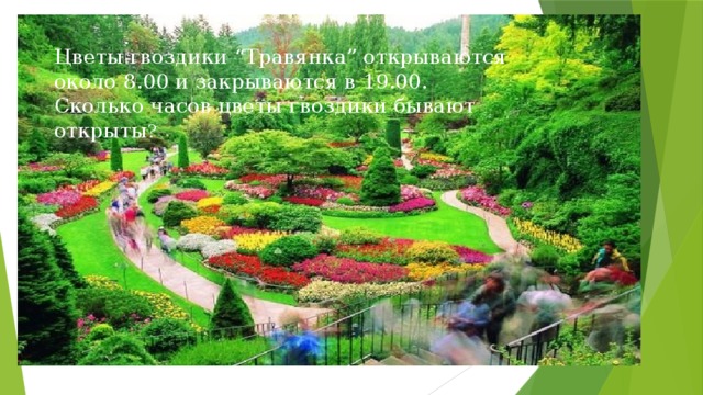 Цветы гвоздики “Травянка” открываются около 8.00 и закрываются в 19.00. Сколько часов цветы гвоздики бывают открыты ? 