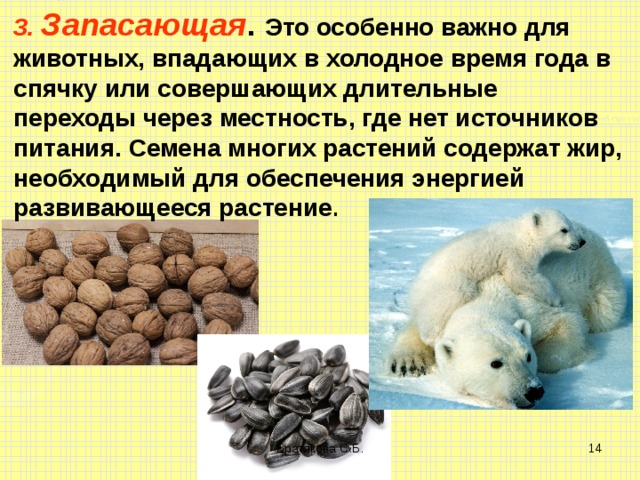 3. Запасающая . Это особенно важно для животных, впадающих в холодное время года в спячку или совершающих длительные переходы через местность, где нет источников питания. Семена многих растений содержат жир, необходимый для обеспечения энергией развивающееся растение . Братякова С.Б.  