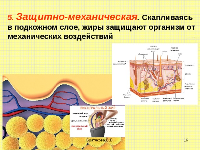 5. Защитно-механическая . Скапливаясь в подкожном слое, жиры защищают организм от механических воздействий Братякова С.Б.  