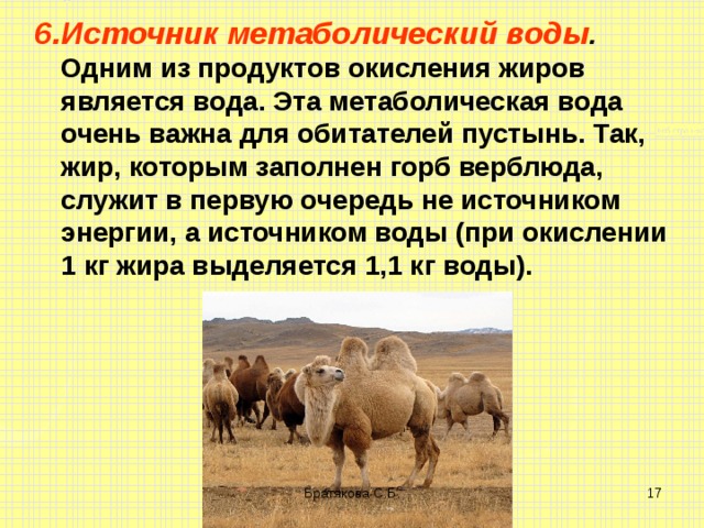Источник метаболический воды . Одним из продуктов окисления жиров является вода. Эта метаболическая вода очень важна для обитателей пустынь. Так, жир, которым заполнен горб верблюда, служит в первую очередь не источником энергии, а источником воды (при окислении 1 кг жира выделяется 1,1 кг воды). Братякова С.Б.   