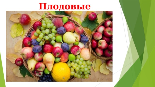 Плодовые 
