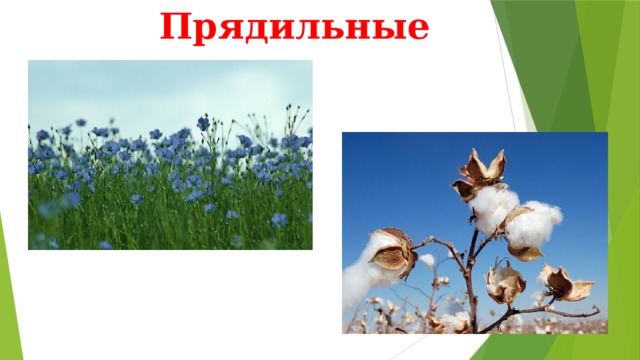 Прядильные 