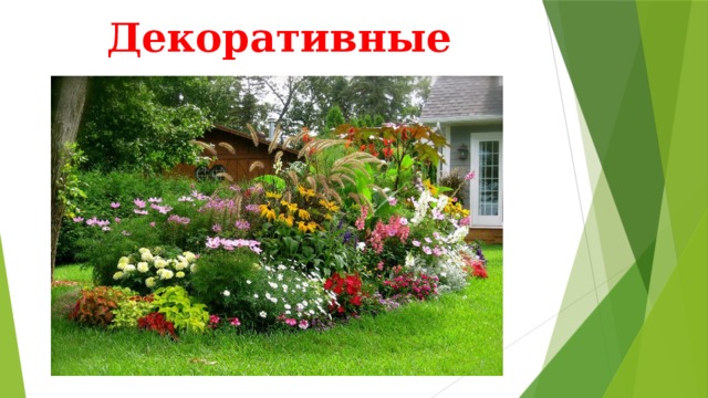 Декоративные 