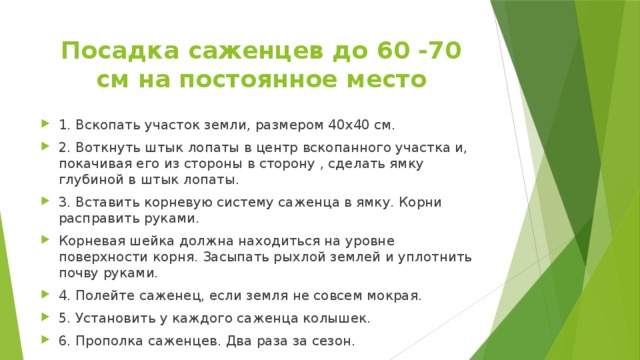 Посадка саженцев до 60 -70 см на постоянное место 1. Вскопать участок земли, размером 40х40 см. 2. Воткнуть штык лопаты в центр вскопанного участка и, покачивая его из стороны в сторону , сделать ямку глубиной в штык лопаты. 3. Вставить корневую систему саженца в ямку. Корни расправить руками. Корневая шейка должна находиться на уровне поверхности корня. Засыпать рыхлой землей и уплотнить почву руками. 4. Полейте саженец, если земля не совсем мокрая. 5. Установить у каждого саженца колышек. 6. Прополка саженцев. Два раза за сезон. 