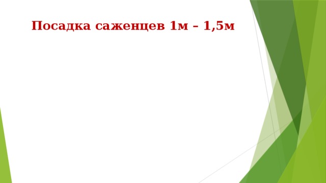 Посадка саженцев 1м – 1,5м 