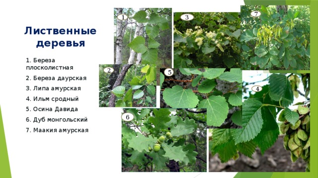 7 3 1 Лиственные деревья 1. Береза плосколистная 2. Береза даурская 3. Липа амурская 4. Ильм сродный 5. Осина Давида 6. Дуб монгольский 7. Маакия амурская 2 5 4 6 