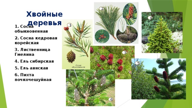 2 Хвойные деревья 4 1 1. Сосна обыкновенная 2. Сосна кедровая корейская 3. Лиственница Гмелина 4. Ель сибирская 5. Ель аянская 6. Пихта почкочешуйная 3 5 6 