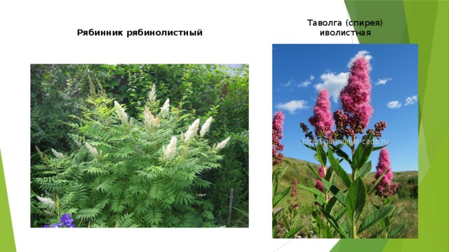 Таволга (спирея) иволистная Рябинник рябинолистный 