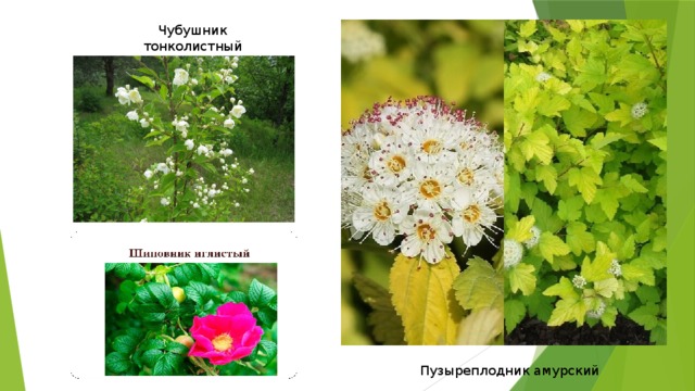 Чубушник тонколистный Пузыреплодник амурский 