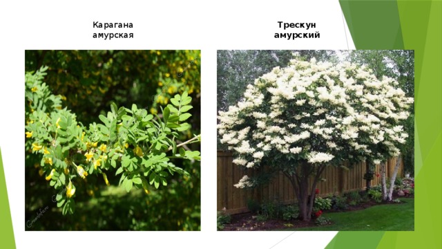 Карагана амурская Трескун амурский 